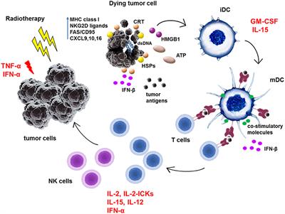 Radiotherapy in Combination With Cytokine Treatment